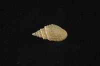 藏品(瘤蜷)的圖片